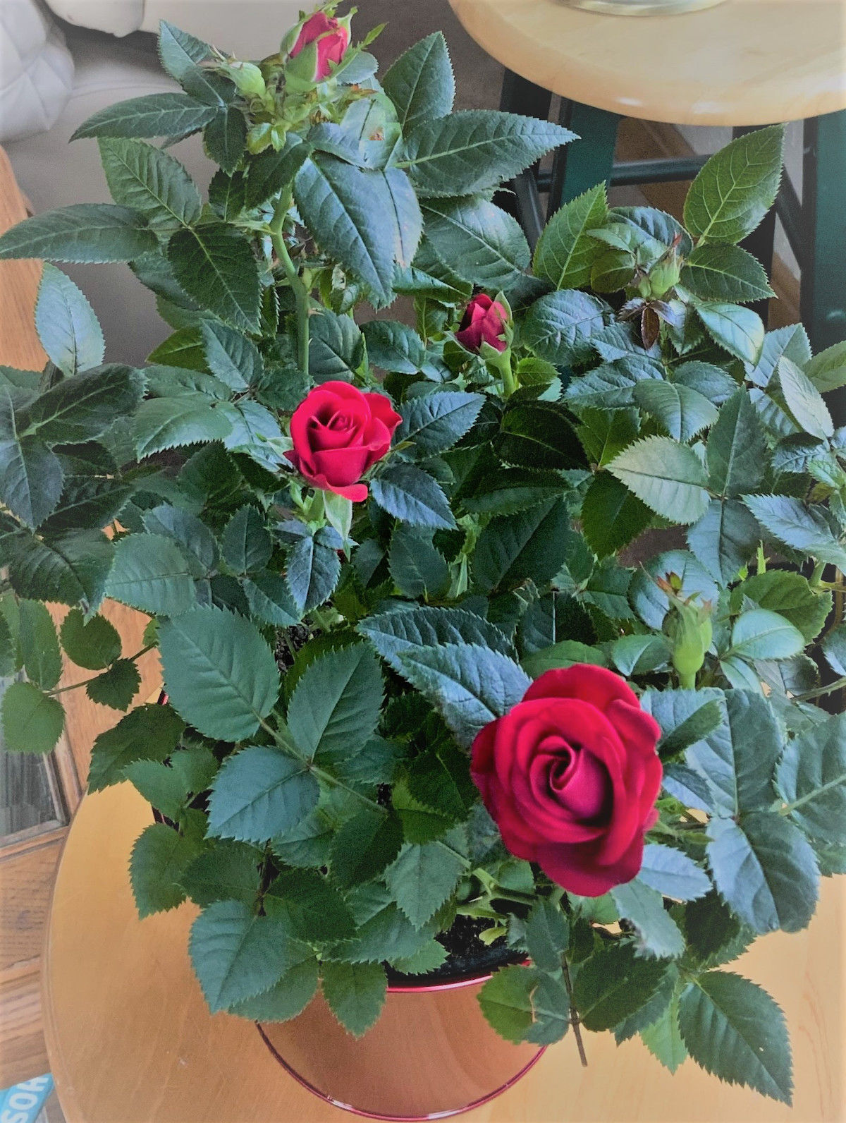 master gardener.jpg
